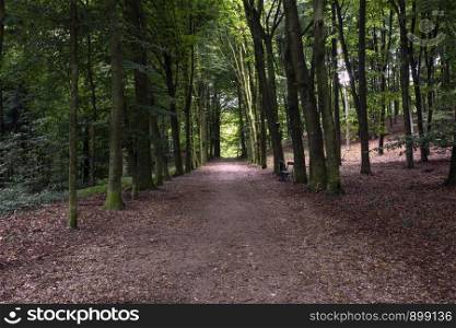 forest road with wooden bench in the summer, colorful nature landscape. forest road with wooden bench in the summer, colorful