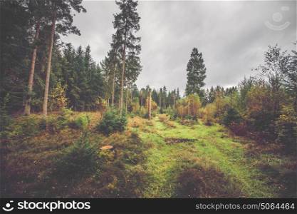 Forest scenery in the fall with tall pine trees