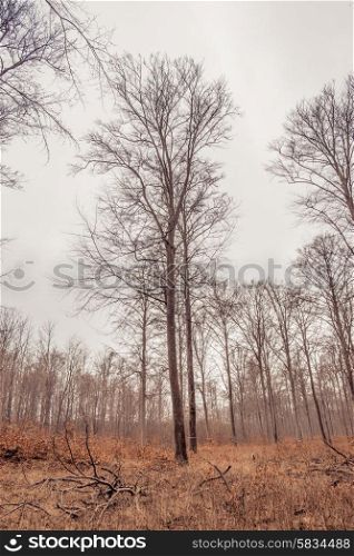 Forest scenery with trees in the autumn