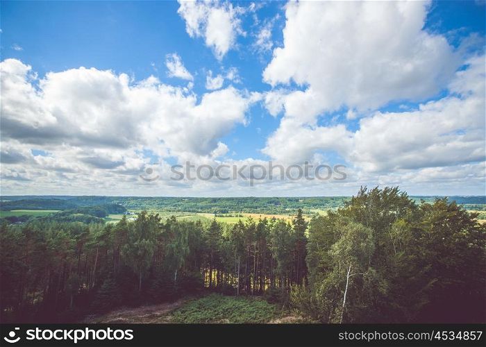Forest scenery with white clouds hanging over pine trees