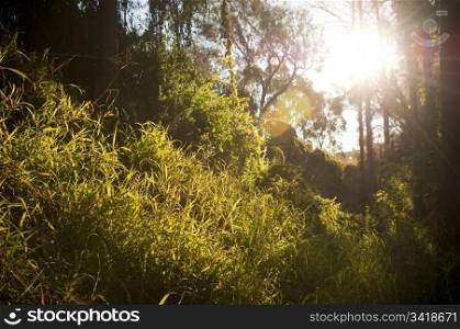 Forest setting with sun streaming through and highlighting trees and grass