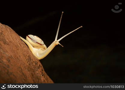 Forest Snail, Monachoides incarnatus, is a species of air-breathing land snail