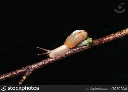 Forest Snail, Monachoides incarnatus, is a species of air-breathing land snail