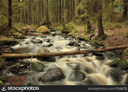 Forest stream flowing long exposure