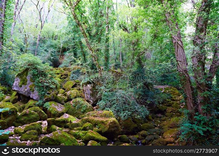 Forest Stream Near the Town of Florac, France