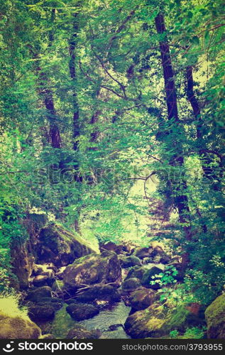 Forest Stream Near the Town of Florac in France, Retro Effect