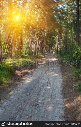 Forest summer road. Beautiful scene in the forest with sun rays and shadows