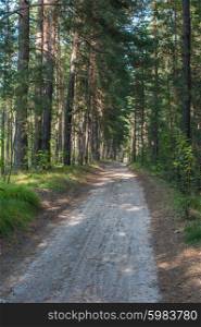 Forest summer road. Beautiful scene in the forest with sun rays and shadows