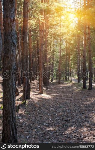 Forest summer scene. Beautiful scene in the forest with sun rays and shadows