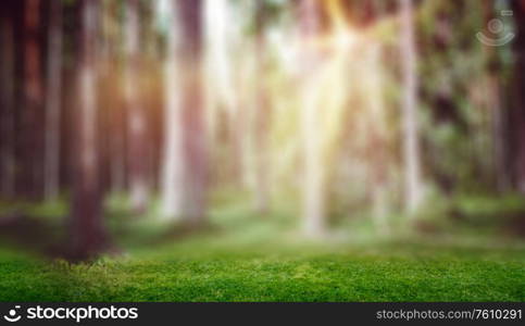 Forest sun light landscape. Summer day background. Forest sun light landscape