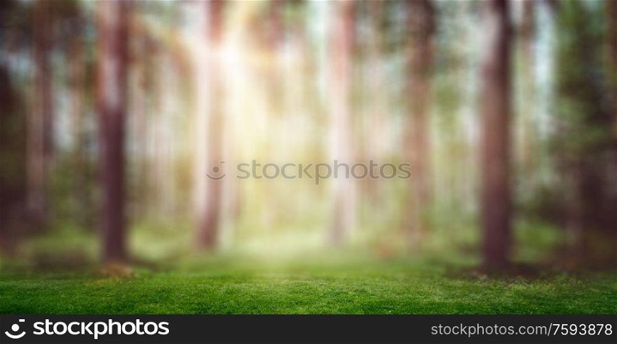 Forest sun light landscape. Summer morning background. Forest sun light landscape morning