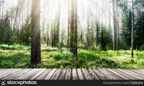 Forest sunrise. Clear wild forest summer panorama. Forest sunrise outdoor landscape