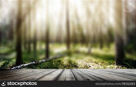 Forest sunrise. Clear wild forest summer panorama. Forest sunrise outdoor landscape