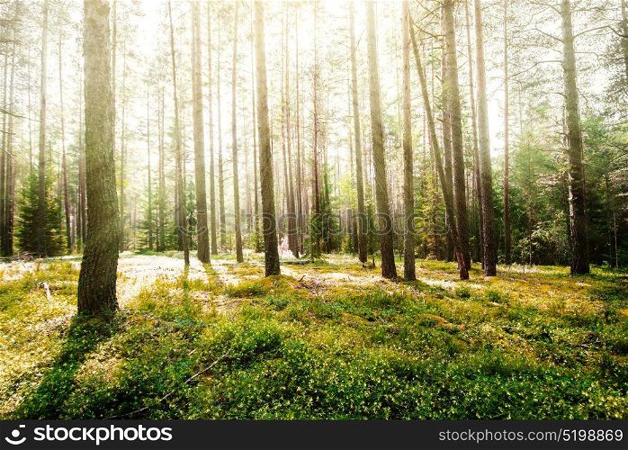Forest sunrise. Forest sunrise. Clear wild forest summer panorama. Forest sunrise