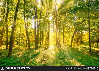 Forest sunset autumn trees and sun light