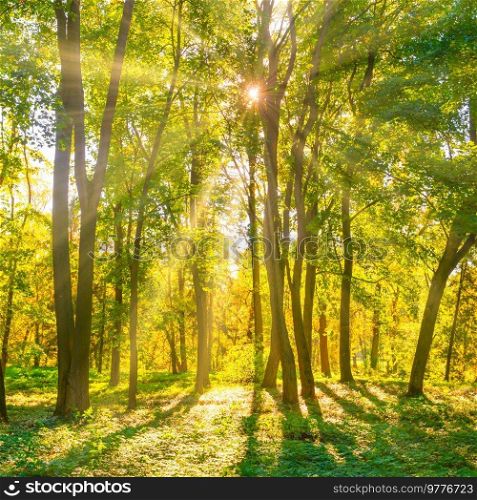 Forest sunset autumn trees and sun light