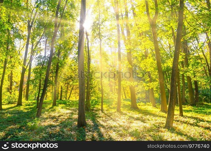 Forest sunset green trees and sun light