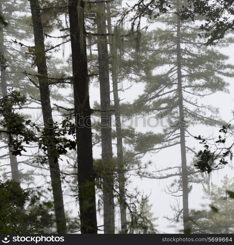 Forest, Taktsang Monastery, Paro Valley, Paro District, Bhutan