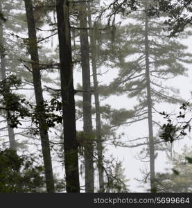 Forest, Taktsang Monastery, Paro Valley, Paro District, Bhutan