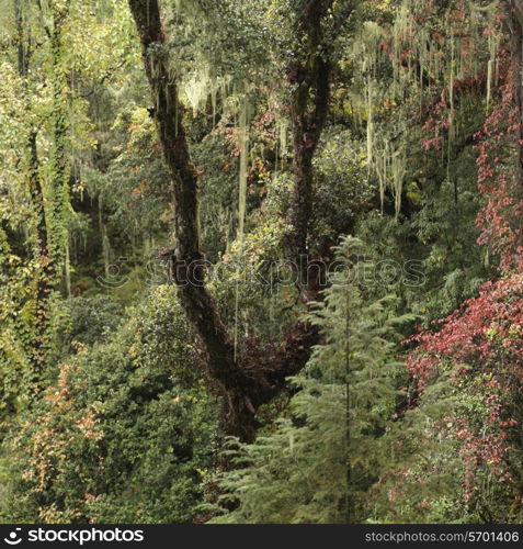 Forest, Taktsang Monastery, Paro Valley, Paro District, Bhutan