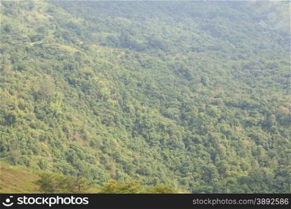 forest. The tree-covered slopes of the mountain area. Fertile area