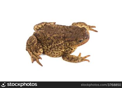 Forest toad Isolated on a white background. Green frog