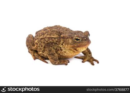 Forest toad Isolated on a white background. Green frog