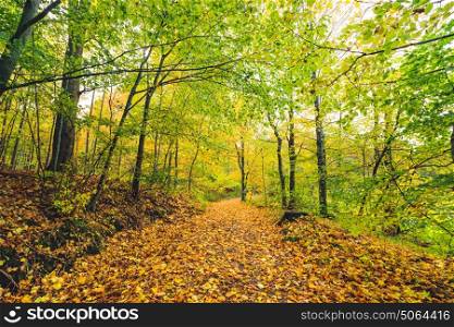Forest trail in autumn covered with golden autumn leaves in a forest in beautiful autumn colors in bright daylight