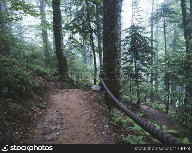 Forest trail in Caucasus mountains