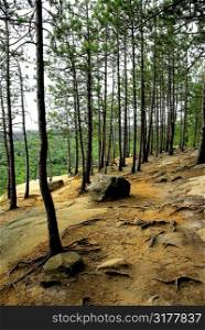Forest trail on pine cliffs in Algonquin provincial park in Canada