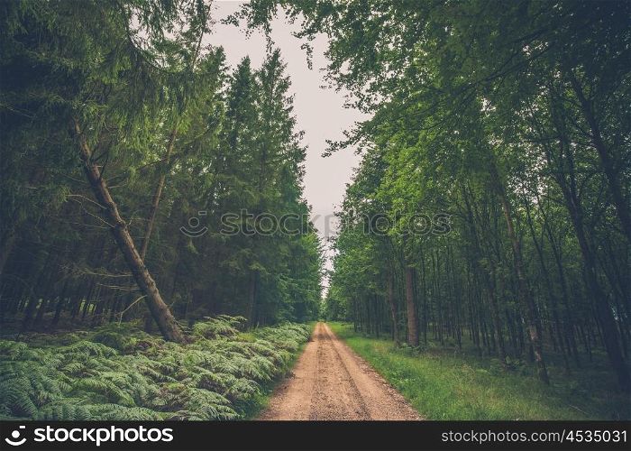 Forest trail with fern and a fallen pine tree