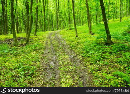 forest trees