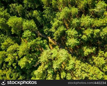 Forest trees. Aerial view from the drone of a green forest on a sunny summer day. Top view. Aerial view from the drone of environmentally friendly foliage forest with a dirt road on a summer sunny day. Top view