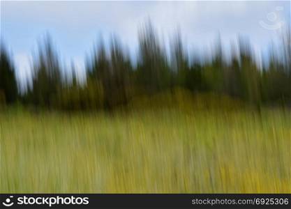 Forest trees and field of yellow flowers abstract motion blur spring landscape.