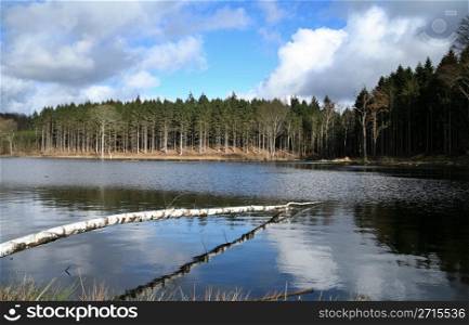 forest , trees and leaves and a lake in denmark