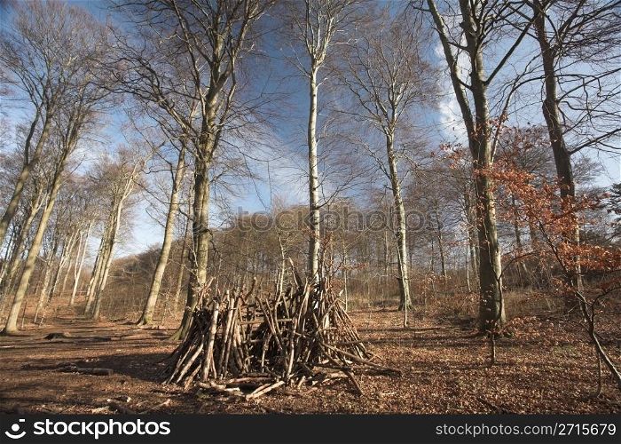 forest , trees and leaves in autumn in the countryside in denmark
