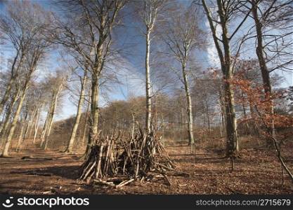 forest , trees and leaves in autumn in the countryside in denmark