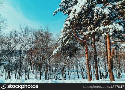 Forest Trees Covered With White Winter Snow