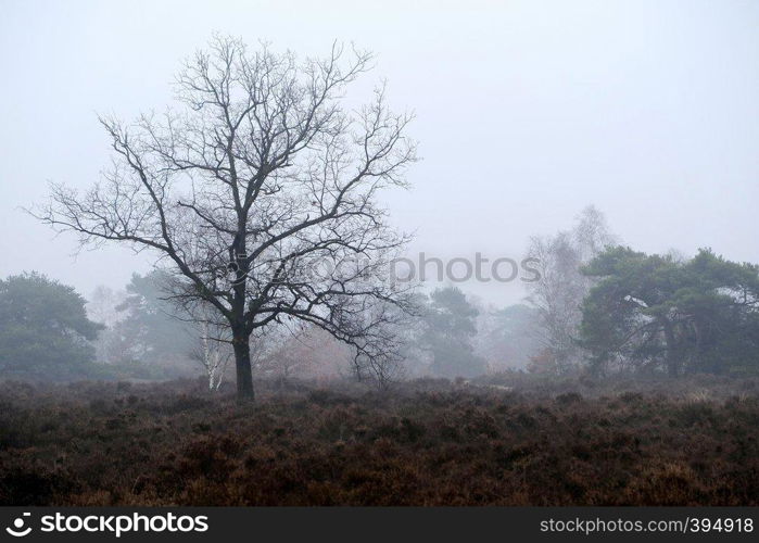 Forest trees in the mist in the winter in the netherlands