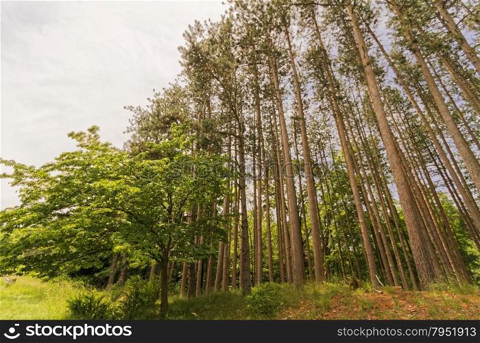 Forest trees landscape.
