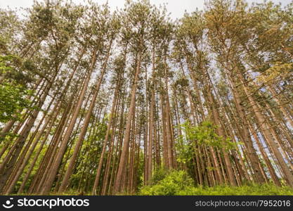 Forest trees landscape.