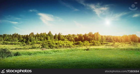 Forest trees landscape panoramic. Nature meadow summer. Forest trees landscape panoramic