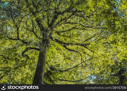 Forest trees leaves background