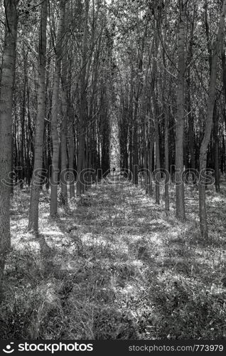 Forest trees like a tunnel in black and white