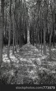 Forest trees like a tunnel in black and white