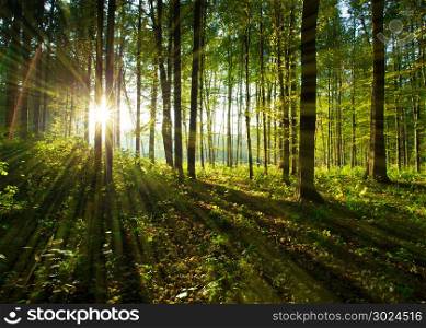 forest trees. nature green wood backgrounds