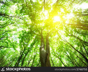 forest trees. nature green wood backgrounds