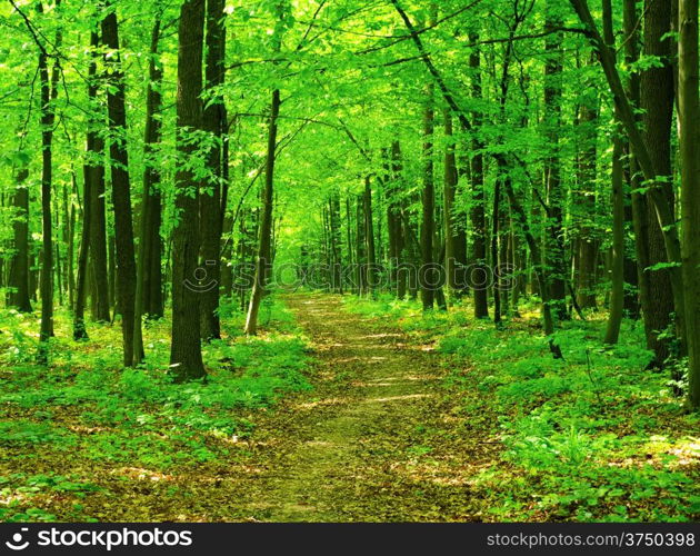 forest trees. nature green wood backgrounds