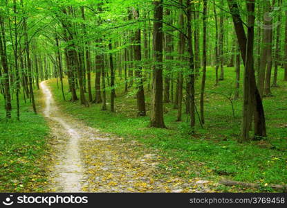 forest trees. nature green wood backgrounds