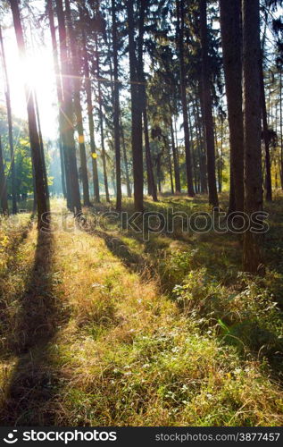 forest trees. nature green wood backgrounds